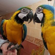 Pair of macaw for sale now {trybnu88790@gmail.com}
