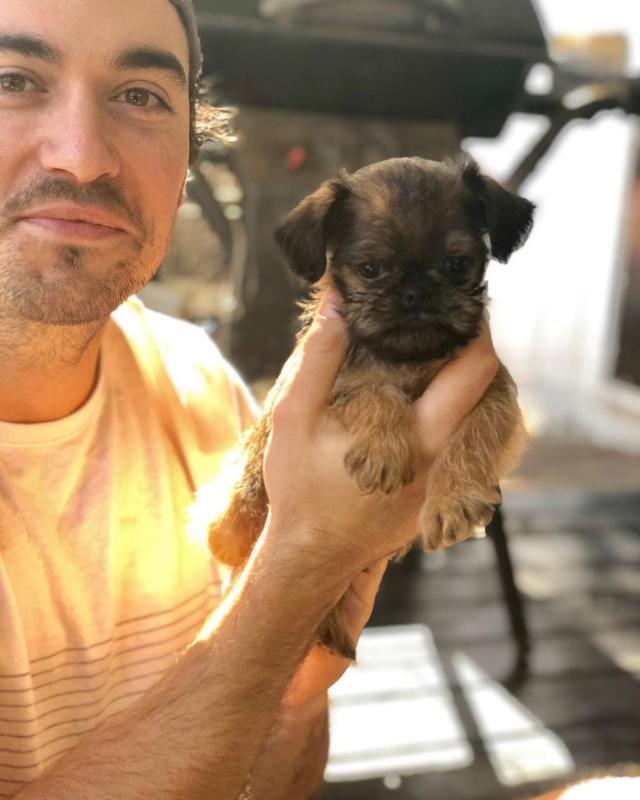 Adorable Male And Female Brussel griffon Puppies(trybnu88790@gmail.com) Image eClassifieds4u