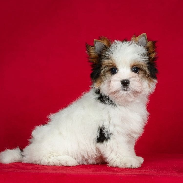 Adorable Male And Female Shih Tzu Puppies(immo299091@gmail.com) Image eClassifieds4u