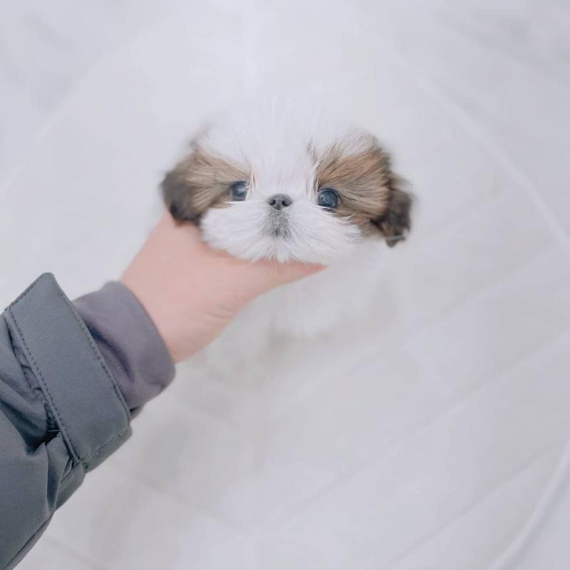 Adorable Male And Female Shih Tzu Puppies(immo299091@gmail.com) Image eClassifieds4u