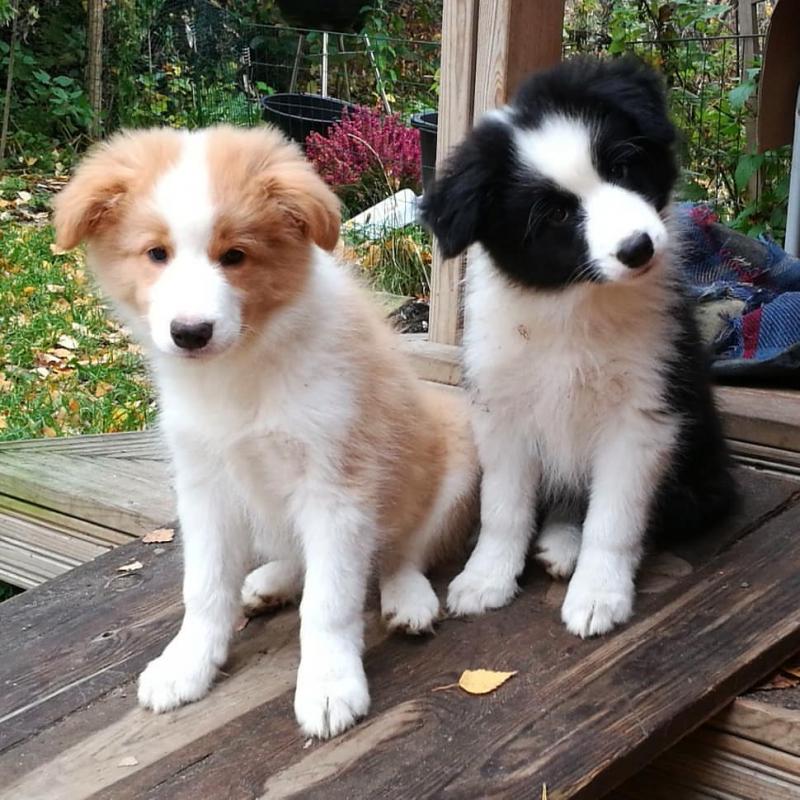 Border Collie Poppies For Adoption Image eClassifieds4u