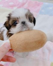 Adorable Male And Female Shih Tzu Puppies(immo299091@gmail.com) Image eClassifieds4U
