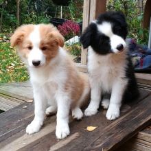 Border Collie Poppies For Adoption Image eClassifieds4U