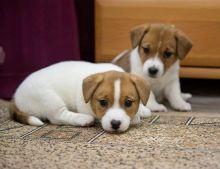 Male And Female Jack Russell Puppies For Adoption Image eClassifieds4U