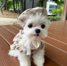 Maltese Puppies For Adoption Image eClassifieds4U
