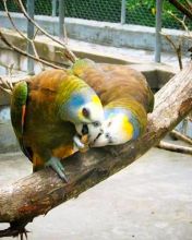 Pair Of Hyacinth Macaw for sale (trybnu88790@gmail.com) Image eClassifieds4U