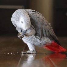 Pair Of Hyacinth Macaw for sale (trybnu88790@gmail.com) Image eClassifieds4U