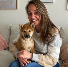 Shiba Inu Puppies For Adoption Image eClassifieds4U