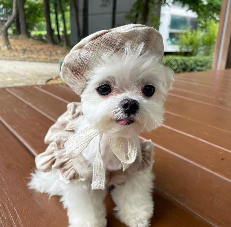 Maltese Puppies For Adoption Image eClassifieds4u