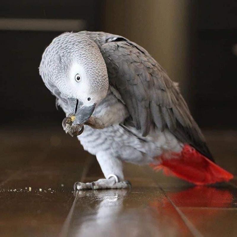 Pair Of Hyacinth Macaw for sale (trybnu88790@gmail.com) Image eClassifieds4u