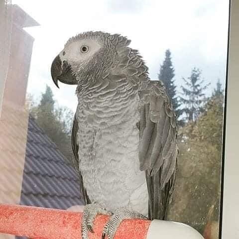 Pair of macaw for sale now {trybnu88790@gmail.com} Image eClassifieds4u