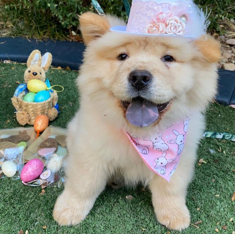 C.K.C MALE AND FEMALE DACHSHUND PUPPIES AVAILABLE Image eClassifieds4u