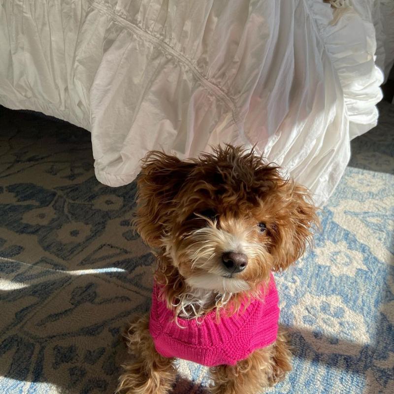 🐶🐶 CUTE CKC ✔✔ 2022 ✔✔ MALE 🐶 FEMALE MALTIPOO PUPPIES 🐶🐶 Image eClassifieds4u