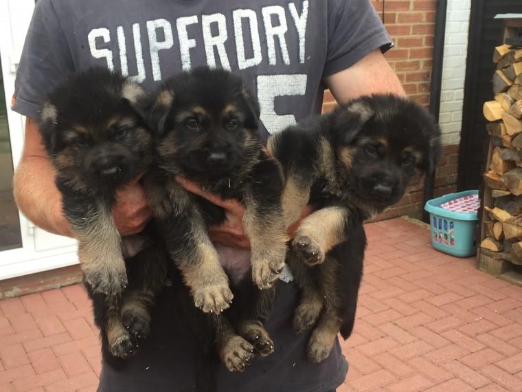 🟥🍁🟥SMART CANADIAN 🐶 GERMAN SHEPHERD PUPPIES 🟥🍁🟥 Image eClassifieds4u