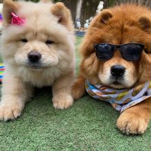 ADORABLE CHOW CHOW PUPPIES NOW READY FOR ADOPTION
