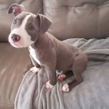 Blue Nose Pitbull puppies available in good health condition for new homes