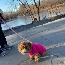 🐶🐶 CUTE CKC ✔✔ 2022 ✔✔ MALE 🐶 FEMALE MALTIPOO PUPPIES 🐶🐶