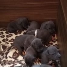 Stunning Blue Staffy puppies