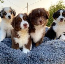 Very healthy Australian Shepherd puppies for adoption