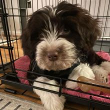 adorable personality Portuguese water dog