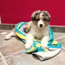 Australian Shepherd Puppies For Adoption