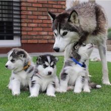 Beautiful husky puppies available for adoption.