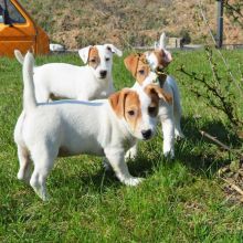 beautiful Jack russell puppies for free adoption