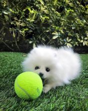 Beautiful Pomeranian puppies available for adoption.