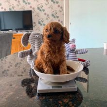 CAVAPOO PUPPIES AVAILABLE FOR FREE ADOPTION