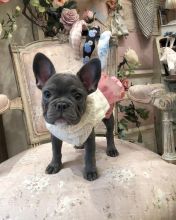 CKC French Bulldog Puppies for Adoption 💕Delivery possible🌎