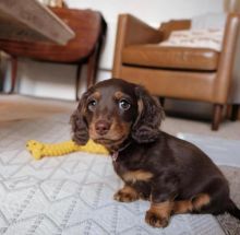 Dachshund Puppies For Adoption