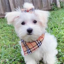 Gorgeous maltese Puppies Available