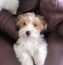 Havanese puppies available in good health condition for new homes