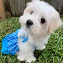Healthy Male and Female MALTESE Puppies Available For Adoption