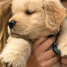 Lovely golden retriever puppies available.