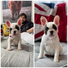 🟥🍁🟥 LOVELY CANADIAN FRENCH BULLDOG 💗 PUPPIES 🥰 READY FOR A NEW HOME 🍀🍀