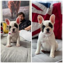 🐕💕 C.K.C LOVELY FRENCH BULLDOG PUPPIES 🥰 READY FOR A NEW HOME 💗🍀🍀