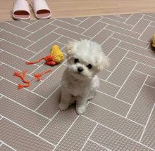 Maltese Puppies For Adoption