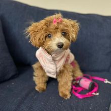 Maltipoo puppies male and female for adoption