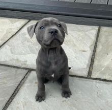 Pitbull Puppies For Adoption