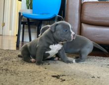 Pitbull puppy for adoption