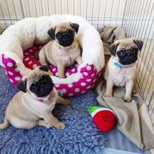 Registered Pedigree Pug Puppies Available