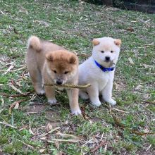 Shiba Inu Puppies now available