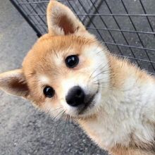 Shiba Inu Puppies now available