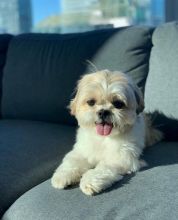 Shih Tzu Puppies For Adoption