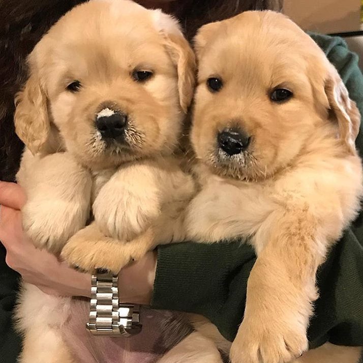 adorable personality Portuguese water dog Image eClassifieds4u