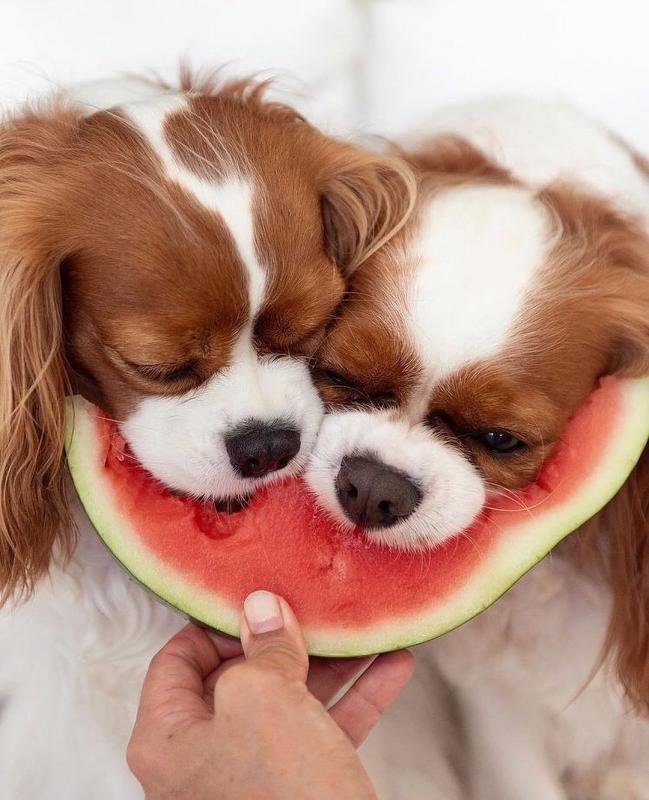 Cavalier King Charles Spaniel Puppies Available 💕Delivery possible🌎 Image eClassifieds4u