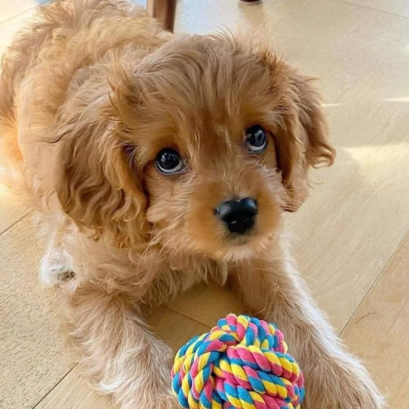 Cavapoo Puppies For Adoption Image eClassifieds4u