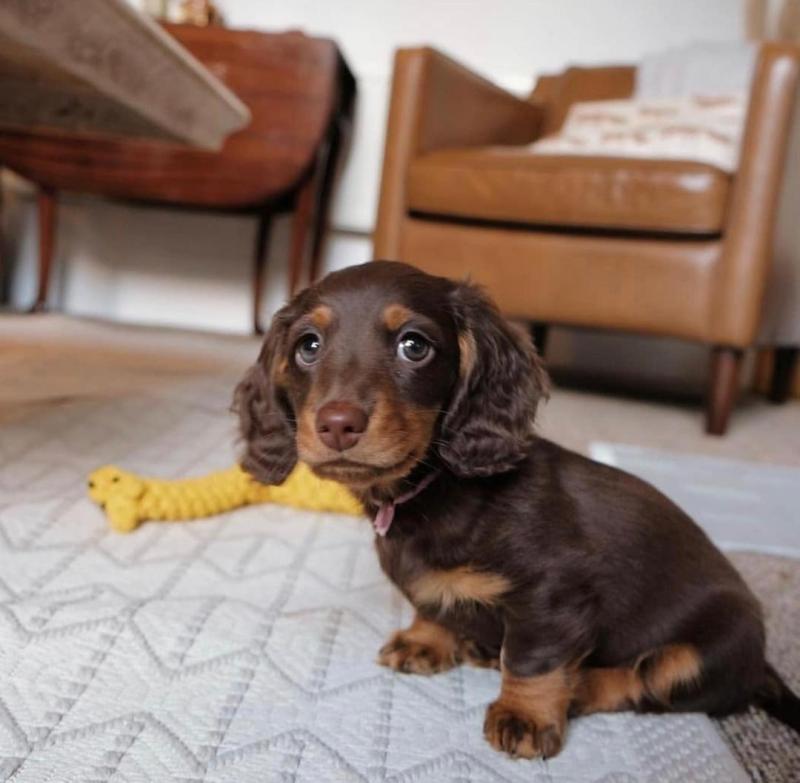 Dachshund Puppies For Adoption Image eClassifieds4u