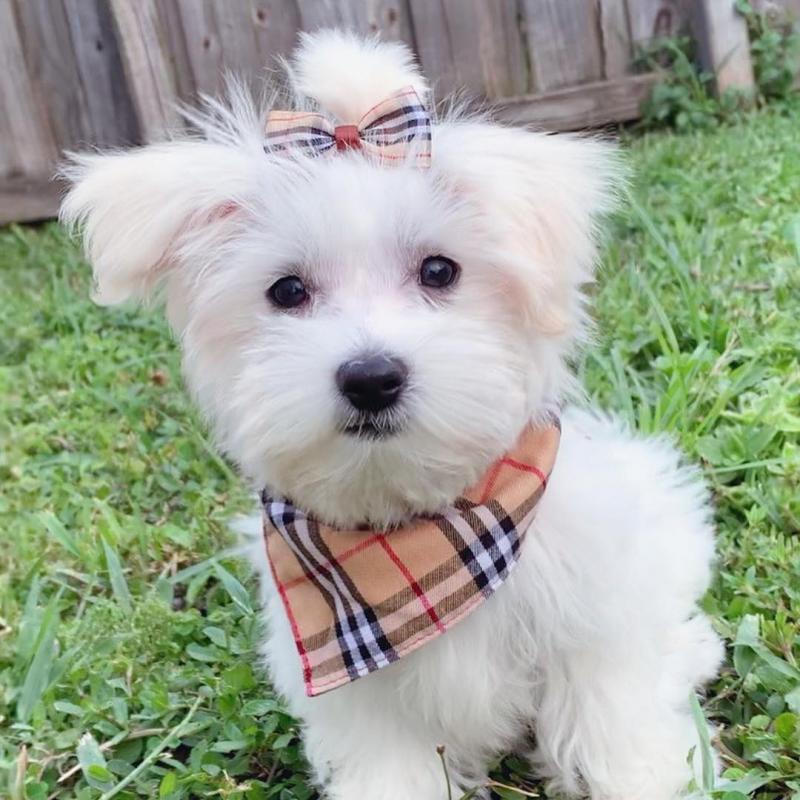 Gorgeous maltese Puppies Available Image eClassifieds4u